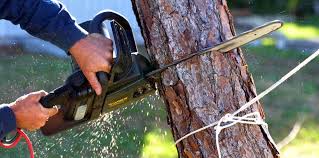 How Our Tree Care Process Works  in  Cudjoe Key, FL