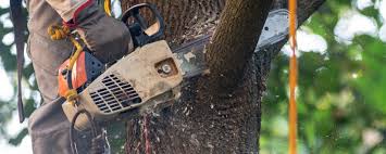 Best Hazardous Tree Removal  in Cudjoe Key, FL