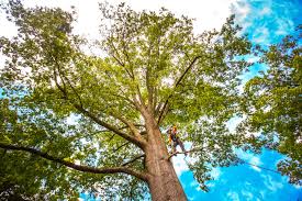Best Tree Disease Treatment  in Cudjoe Key, FL