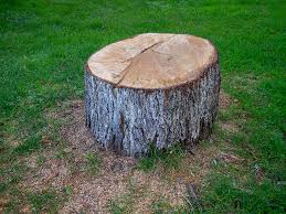 Professional Tree Removal in Cudjoe Key, FL