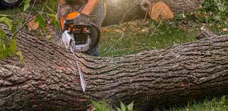 Best Tree Health Inspection  in Cudjoe Key, FL