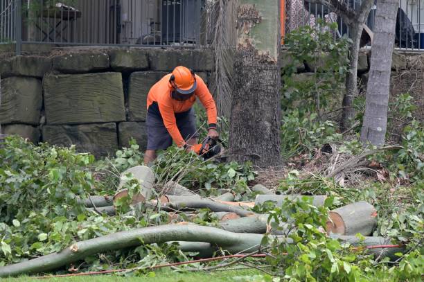 Best Tree and Shrub Care  in Cudjoe Key, FL